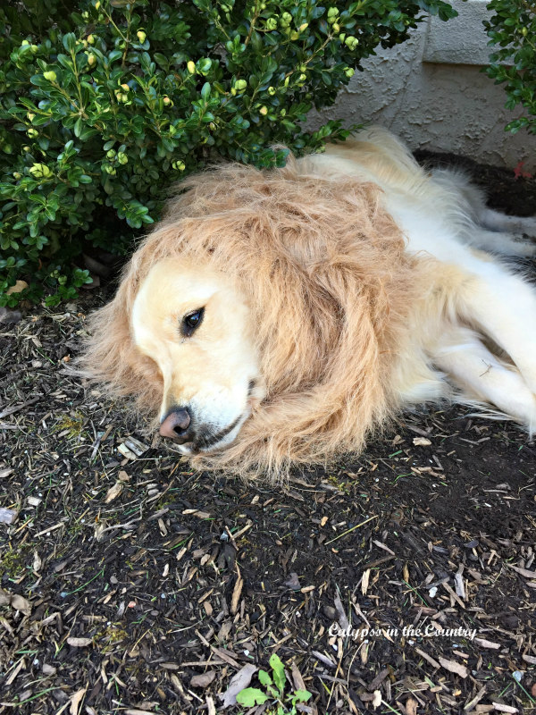 Lion Halloween Costumes for Dogs