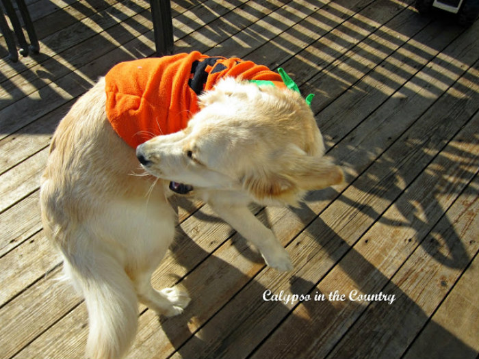 Golden Retriever in Pumpkin Costume