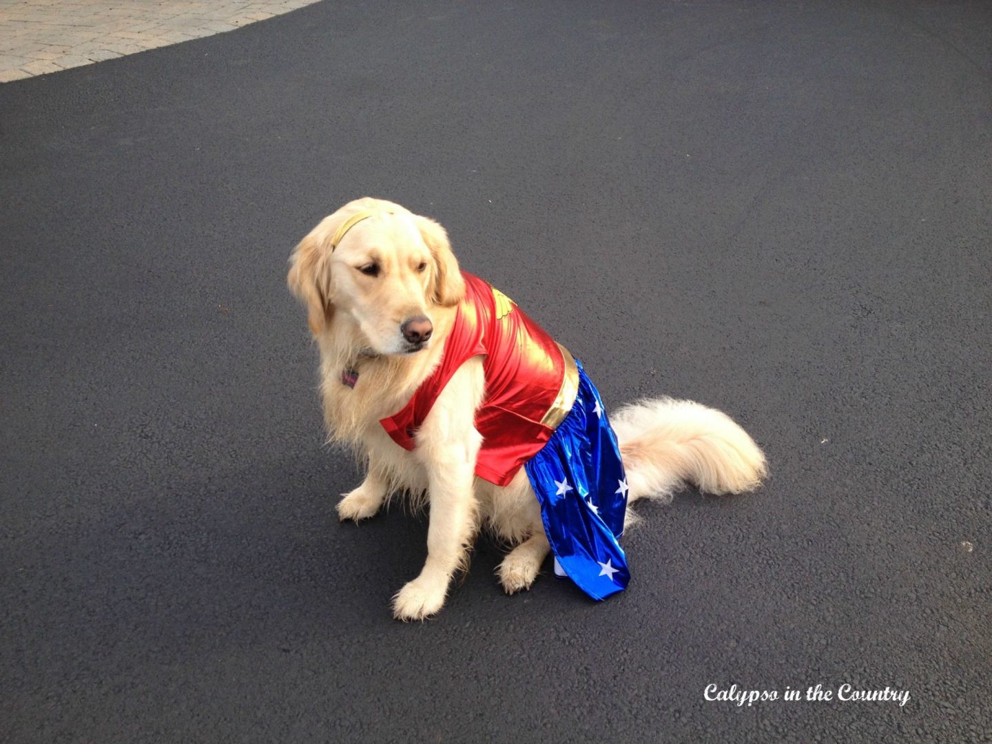 Funny Halloween Costumes for Dogs