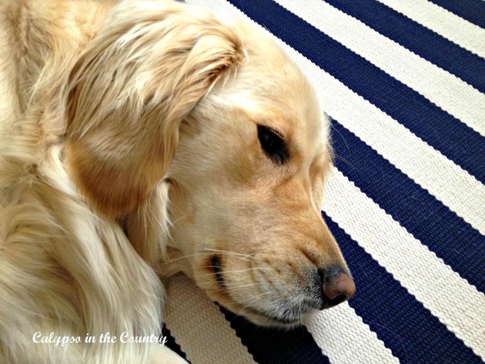 How My Indoor-Outdoor Rugs Have Held Up Over the Years