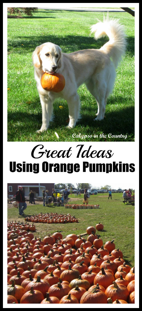 Halloween Decorating with Pumpkins