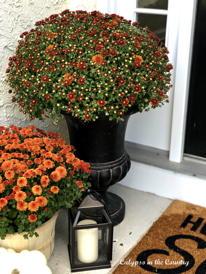 Orange mums in black urn - simple fall porch ideas