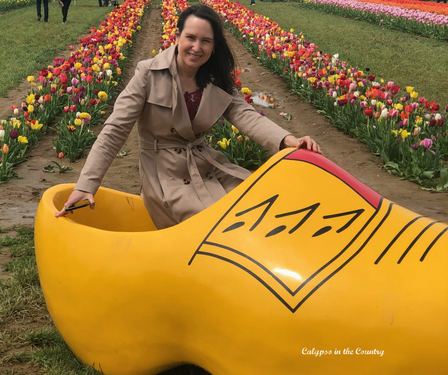 Yellow Dutch Shoe at Tulip Farm