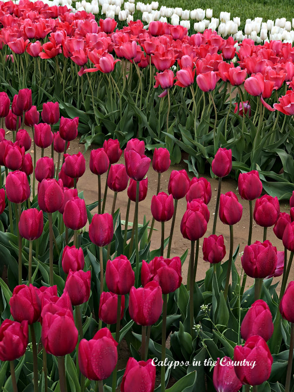 Pink Tulips at Festival