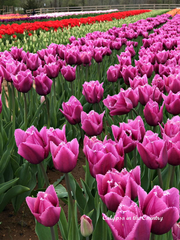 Field of Purple Flowers