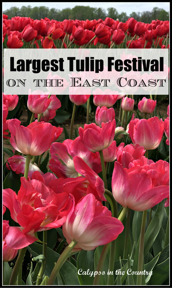 Travel guide to largest tulip festival on the east coast