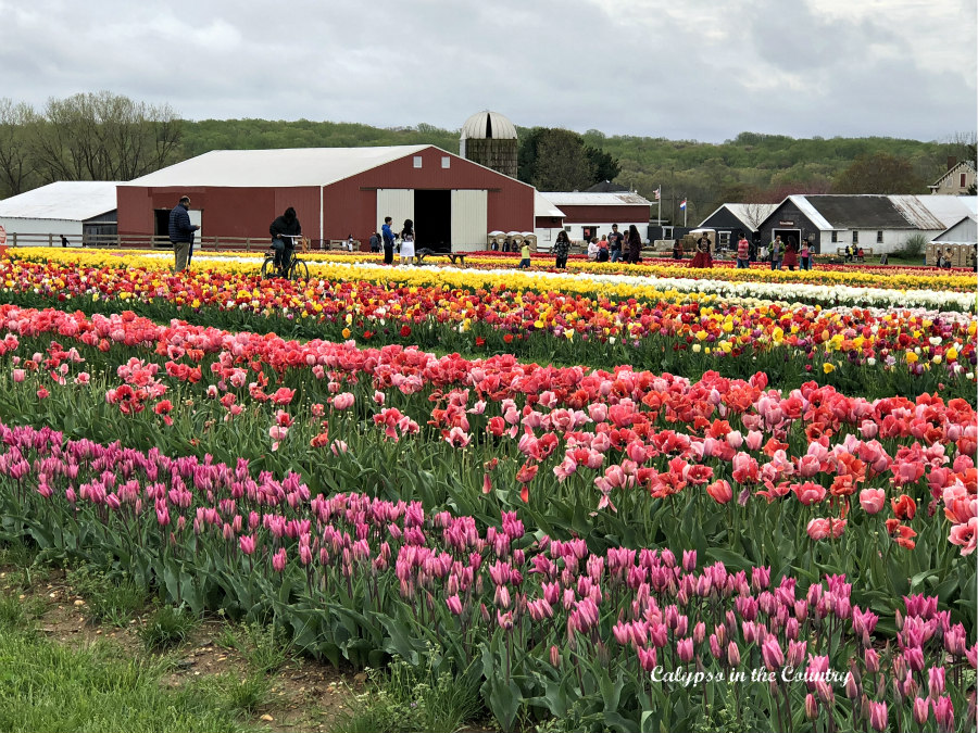 Flowers and barn