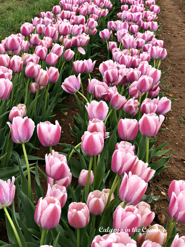 Row of Pink Tulips at the Largest Tulip Festival on the East Coast