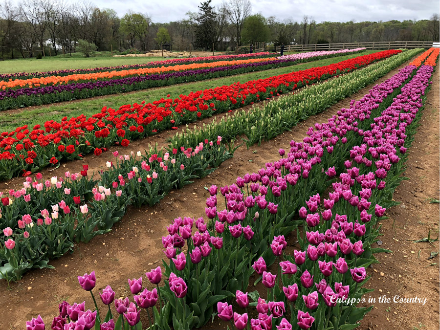 Rows of Colorful Tulips