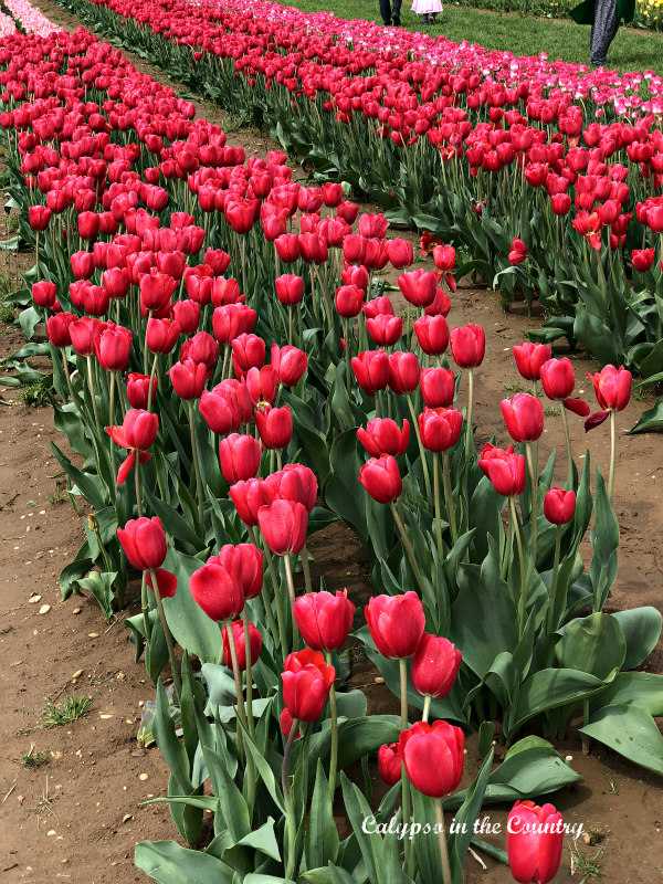 Rows of Red Tulips