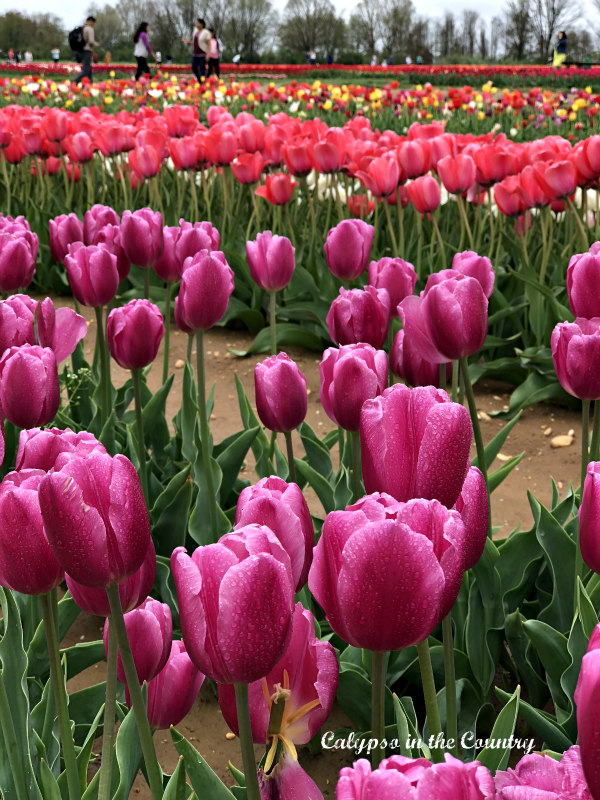 Pink and Purple Tulips at a New Jersey Tulip Festival