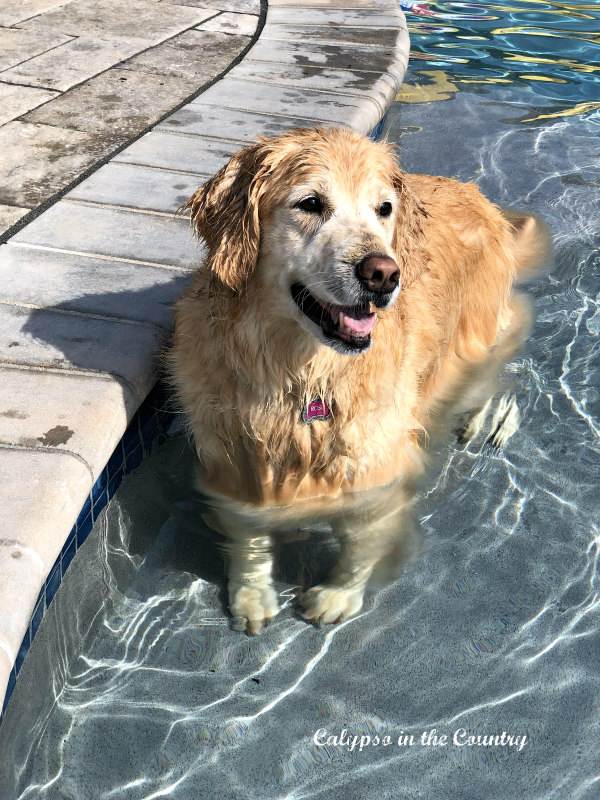 Golden retriever in pool