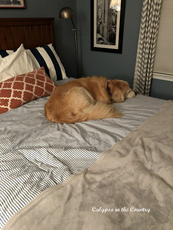 Dog on bed sleeping