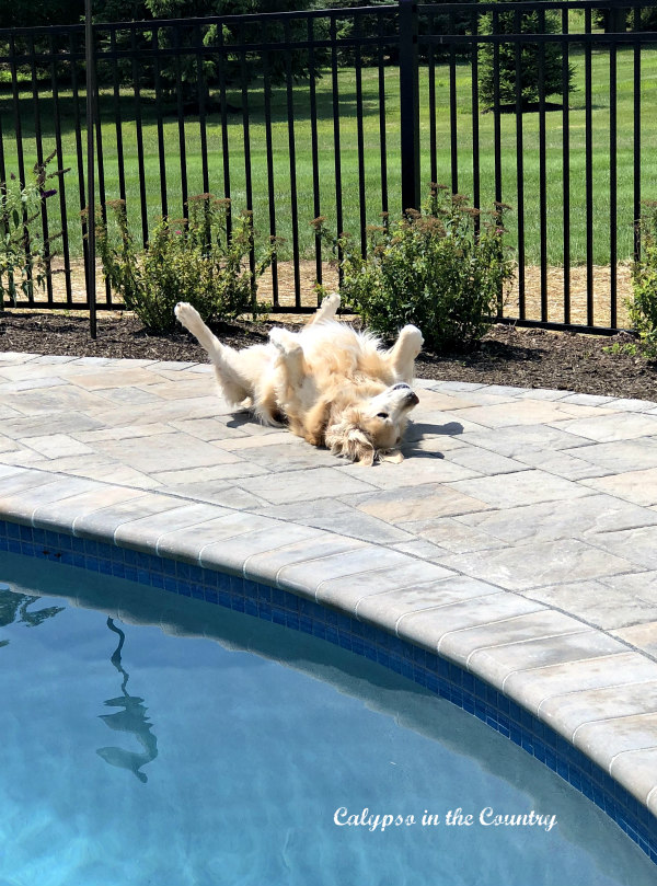 Silly Golden Retriever enjoying the sunshine - Happy National Dog Day!