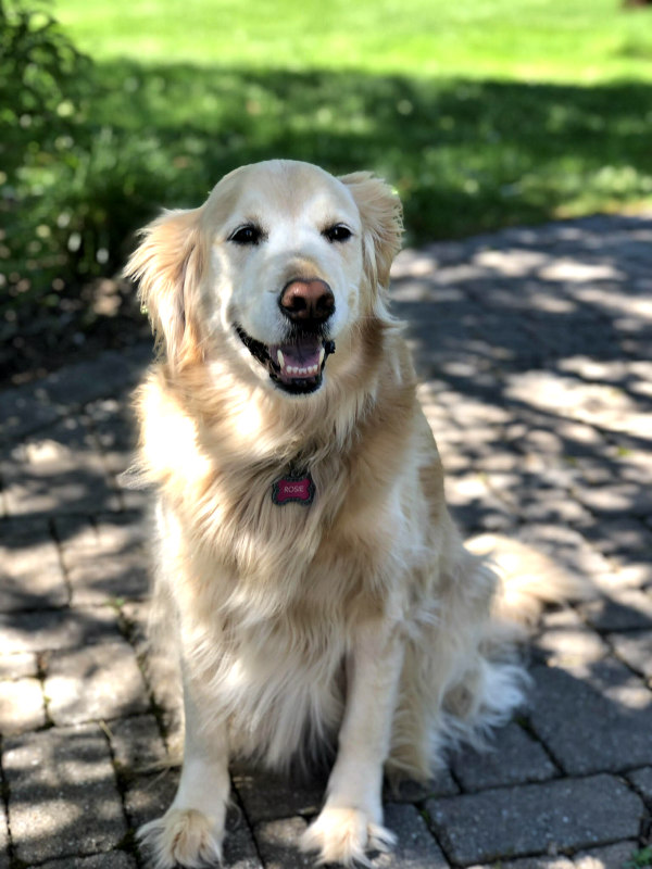 Golden Retriever in the shade celebrating National Dog Day
