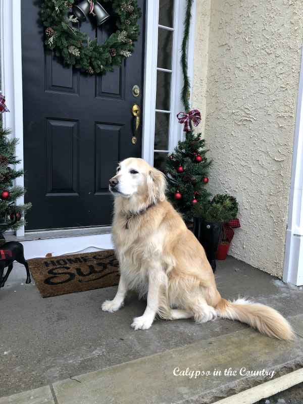 simple holiday porch with golden retriever