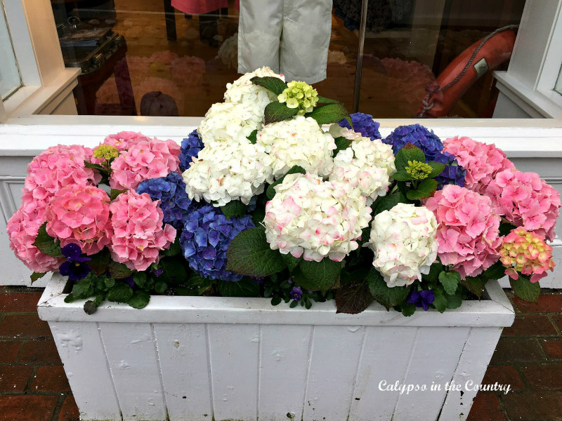 Colorful hydranges in window boxes