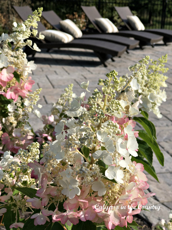 Pink and White Limelight Hydrangeas
