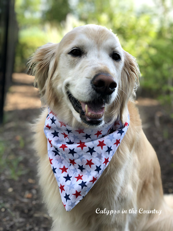 Golden retriever wearing a patriotic bandana - decorated for the 4th of July
