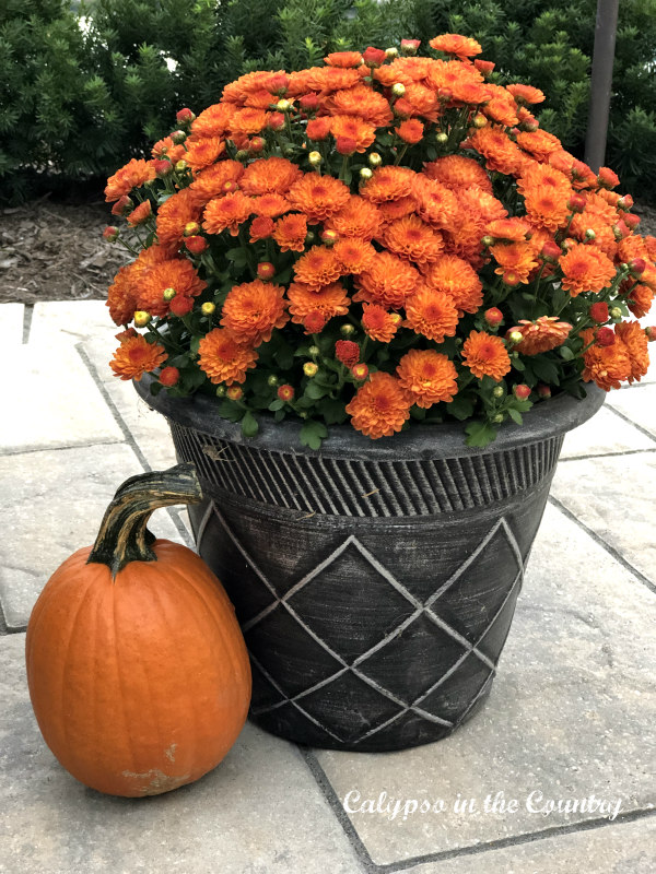 Orange pumpkin and mums - ideas for fall outdoor decorating