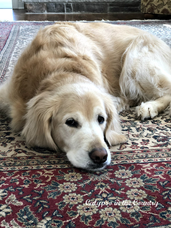 Golden retriever on red and white oriental rug
