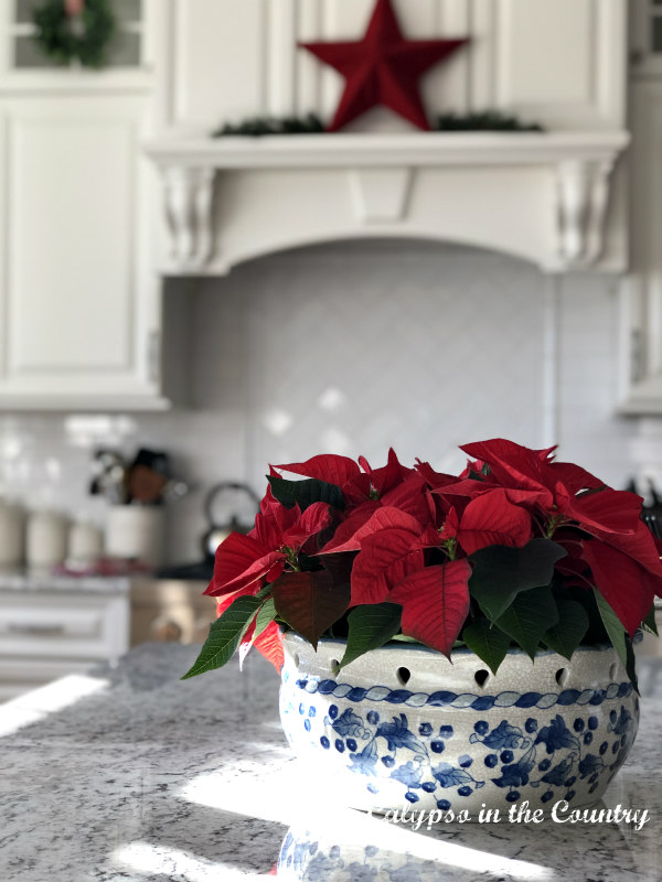 Red poinsettias in blue bowl on counter - Christmas kitchen ideas