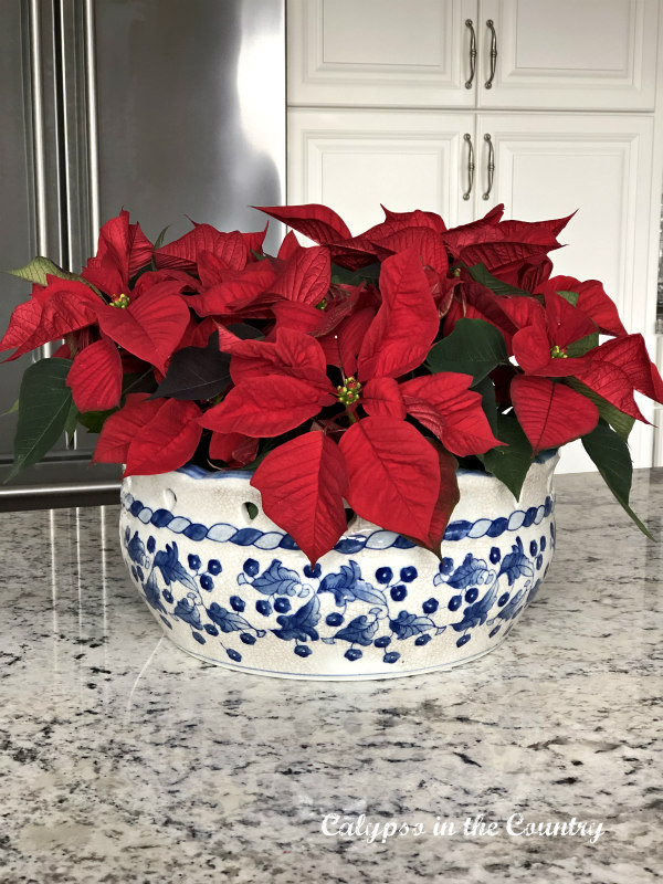 Red poinsettias in blue and white container