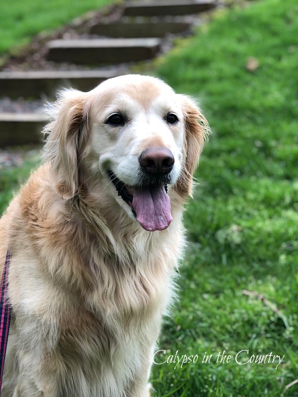 Golden Retriever - dog days of summer