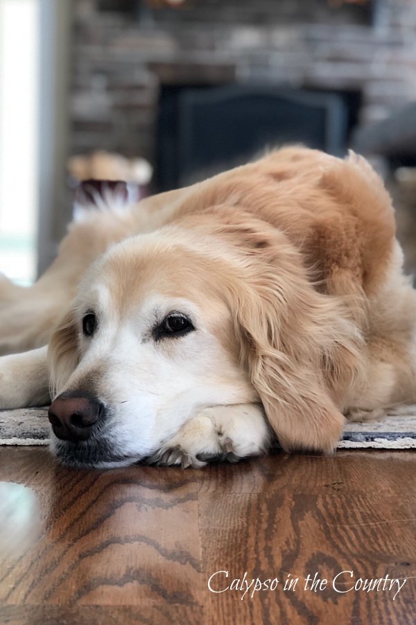 Golden Retriever on rug - Celebrate National Dog Month