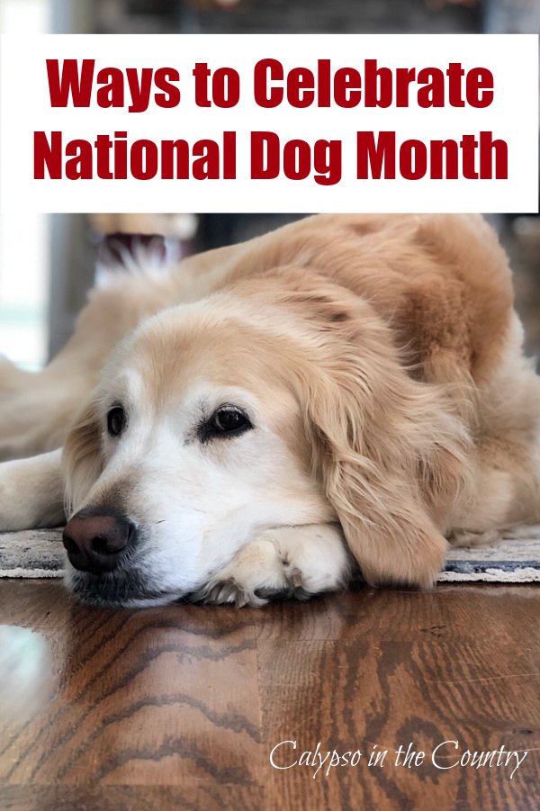 Golden Retriever - Ways to Celebrate National Dog Month