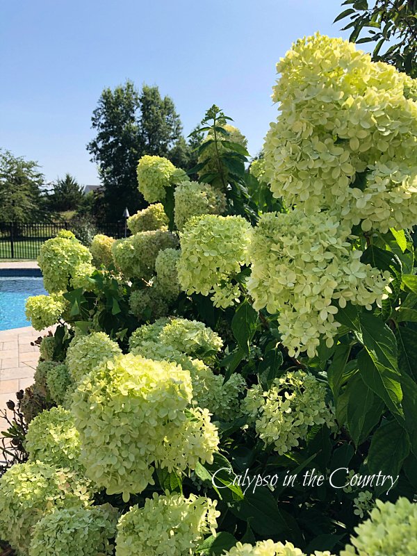 hydrangea bushes - early fall