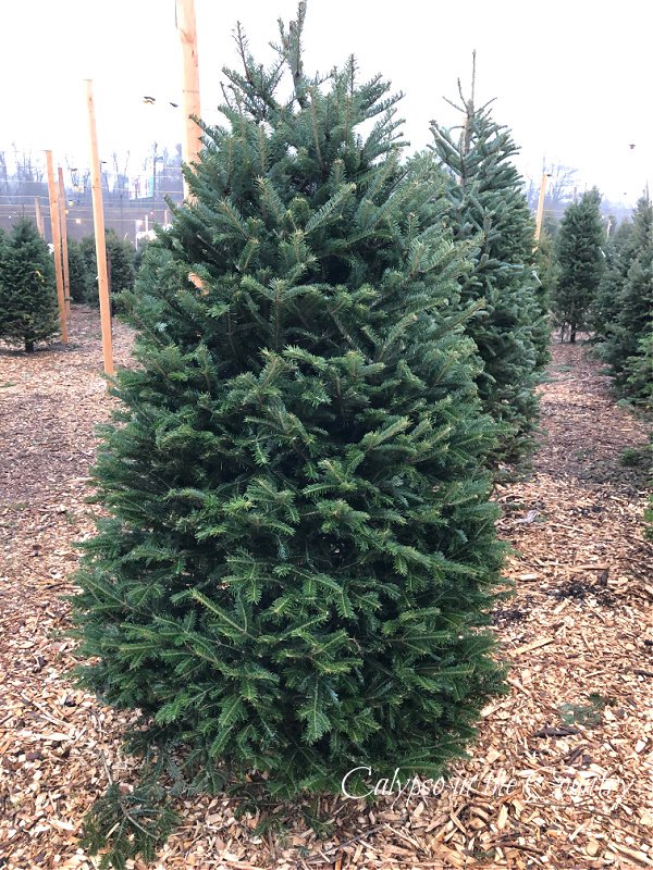 christmas trees on lot - simple holiday traditions