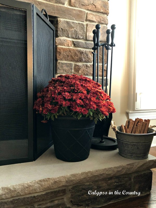 Red mums on fireplace hearth - Decorating for Thanksgiving and Christmas 