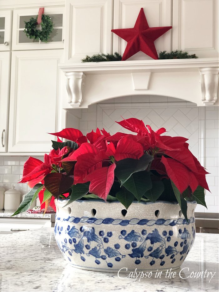 Red poinsettias in blue and white bowl - Christmas decorating with poinsettias ideas