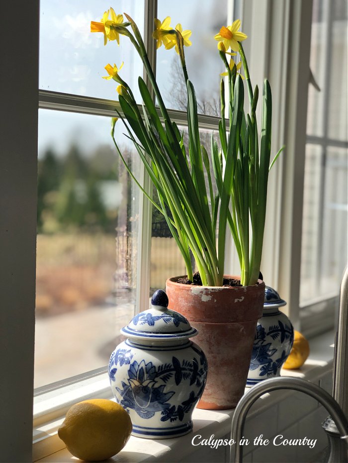 Daffodils and blue porcelain on window sill