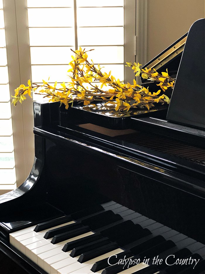 Black piano with yellow forsythia flowers