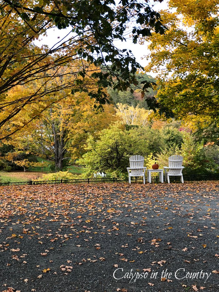 Fall foliage and white Adirondack chairs