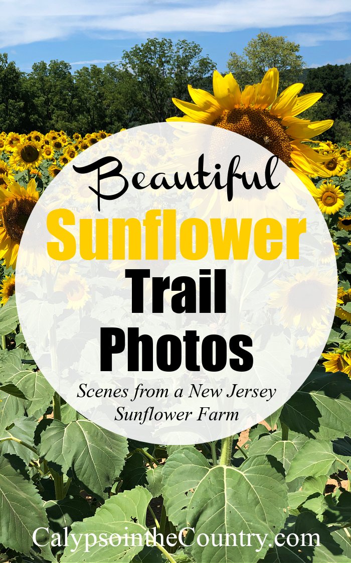 Beautiful sunflower trail photos from a NJ sunflower farm
