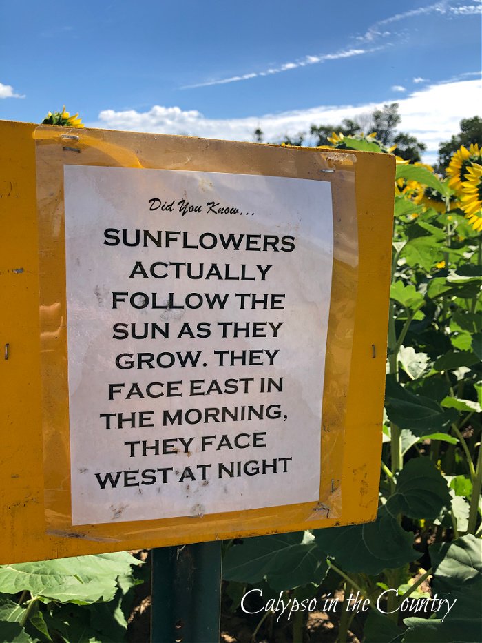 Sign telling how sunflowers grow