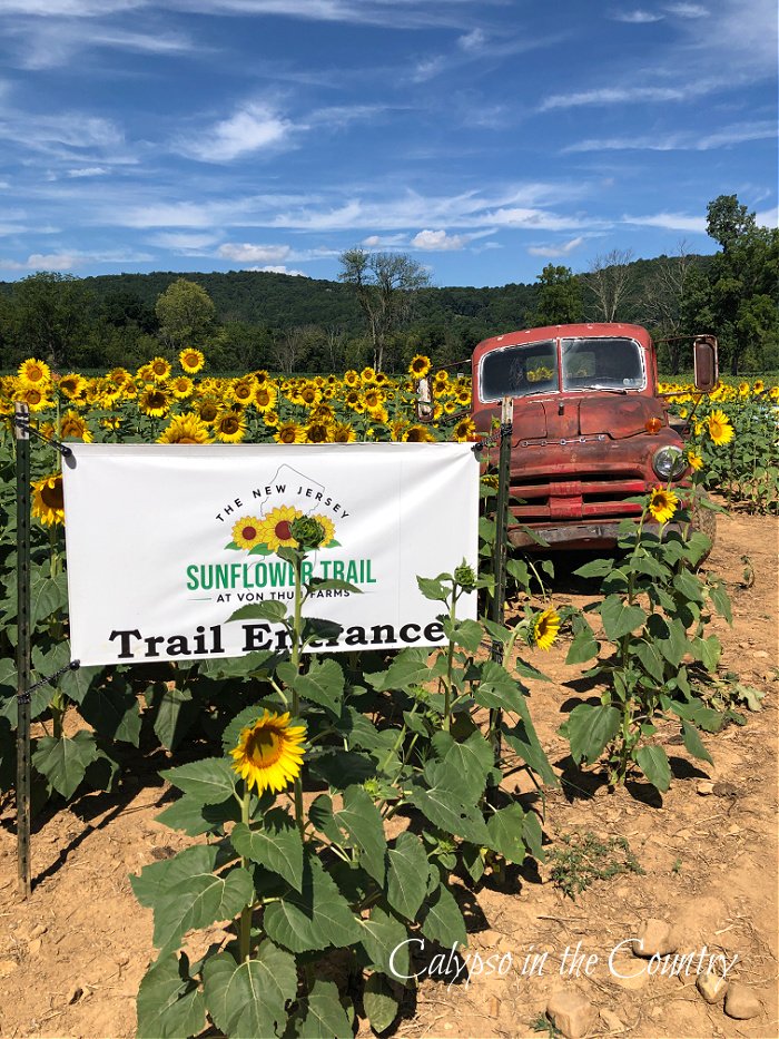 Sunflower field entrance sign and old red truck