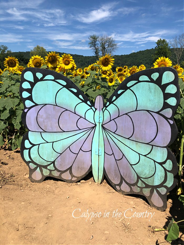 Large butterfly backdrop in sunflower field