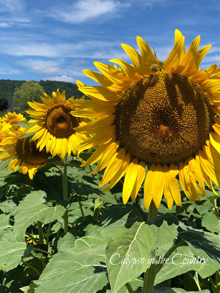 Closeup of large sunflowers - sunflower field photos