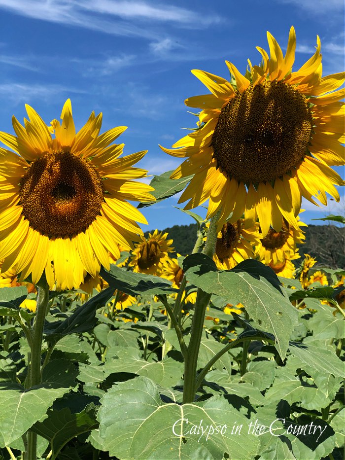 Tall sunflowers against blue sky in sunflower field 