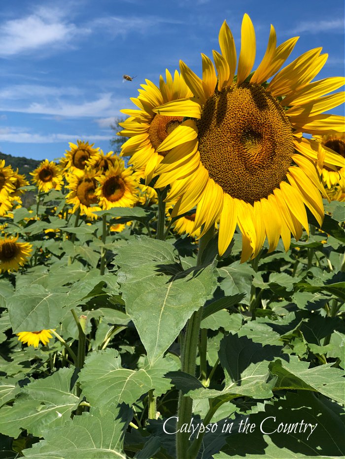 Large sunflowers against the blue sky