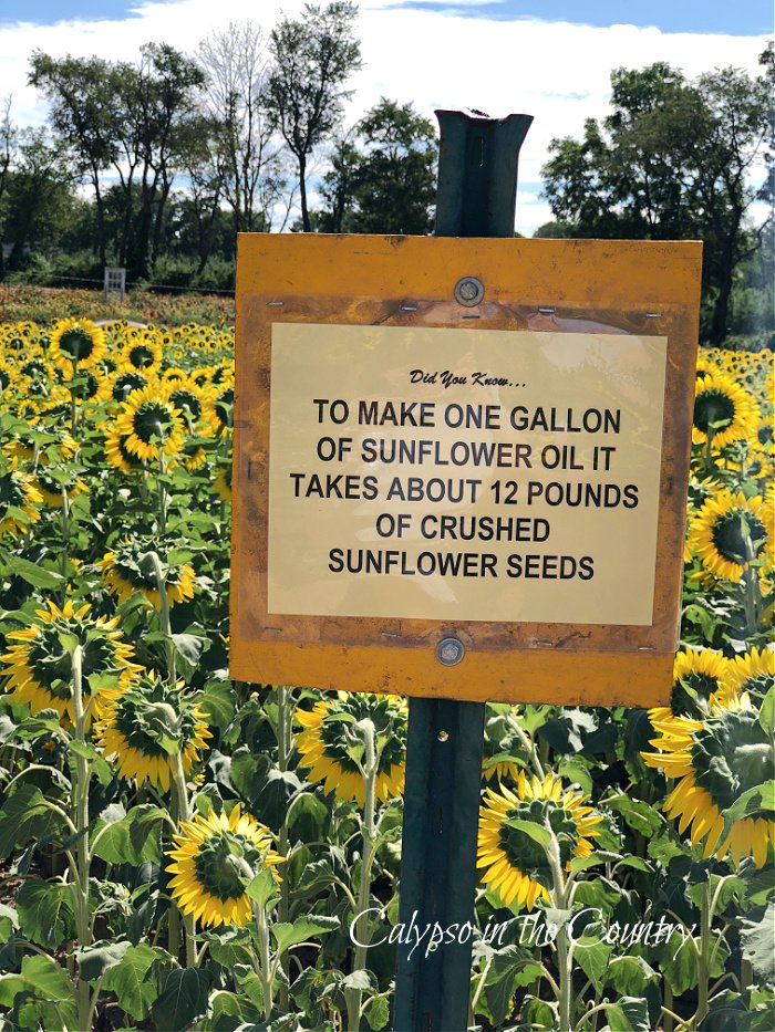 sunflower field and sign with facts