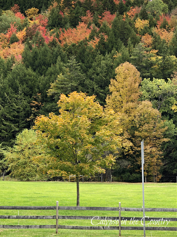 Trees with fall foliage behind wooden fence - goodbye september hello october