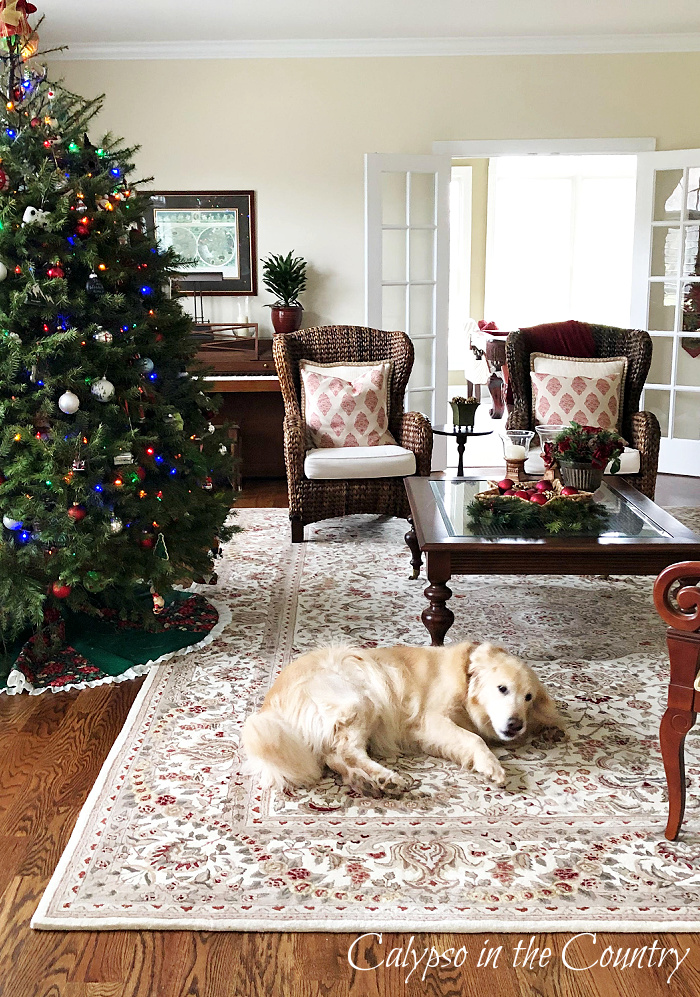 Christmas tree in living room with decorated coffee table and golden retriever on rug