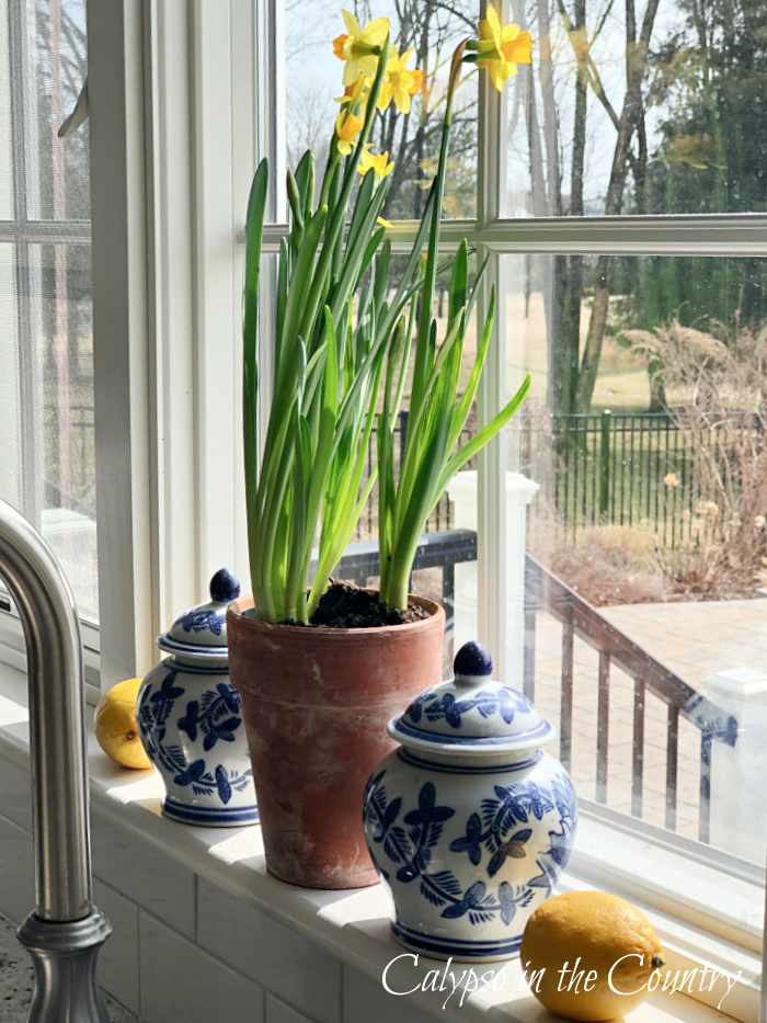 yellow daffodils in terra cotta pot between two blue and white ginger jars on kitchen window sill - most popular blog posts of 2025