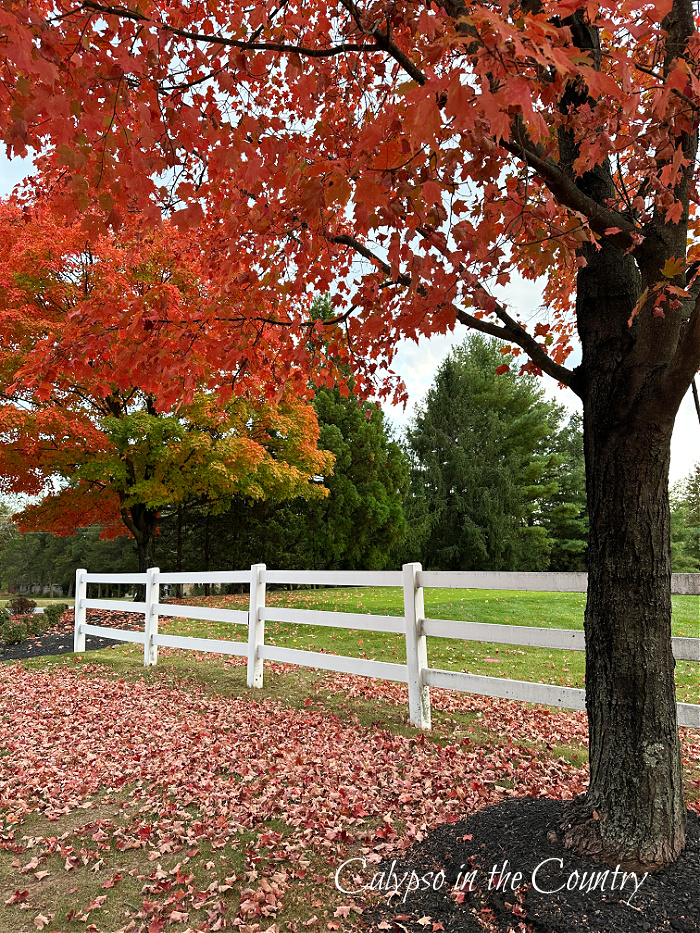 White fence and red leaves on tree and on ground - Fall Feeling
