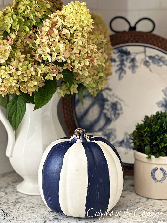 Hydrangeas in white pitcher next to blue and white striped pumpkin - decorating with hydrangeas from summer to fall